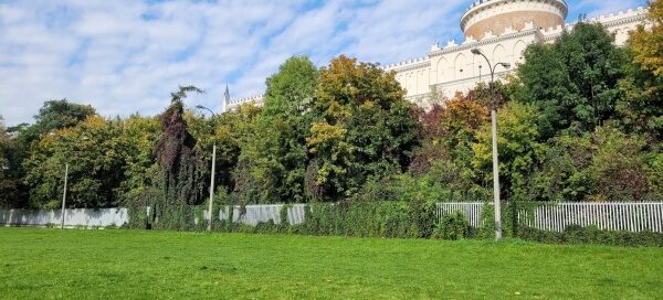 Winobluszcz na ogrodzeniu pod zamkiem na błoniach. Płot jest jednostajny, biały i składa się z gęstych pionowych prętów. Widać, jak stopniowo pochłania go winobluszcz.