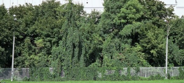 Tereny z trawnikiem pod zamkiem. Ogrodzenie otaczające zamek zarasta winobluszcz. Widoczne są również drzewa rosnące u stóp wzgórza zamkowego.