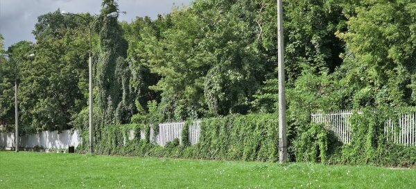 Tereny z trawnikiem pod zamkiem. Ogrodzenie otaczające zamek zarasta winobluszcz. Widoczne są również drzewa rosnące u stóp wzgórza zamkowego.