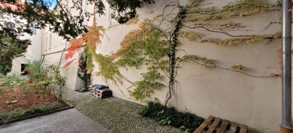 Pnącza na ścianach patio klasztoru. Tworzą płaską kompozycję na ścianach.