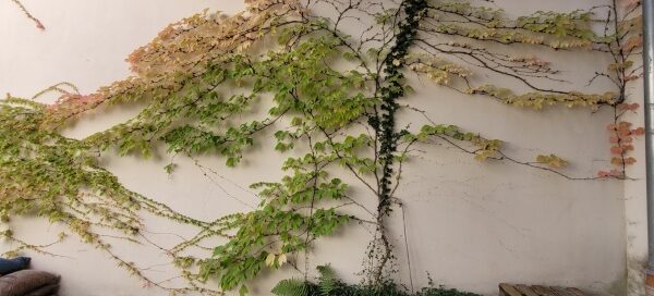Pnącza na ścianach patio klasztoru. Tworzą płaską kompozycję na ścianach.