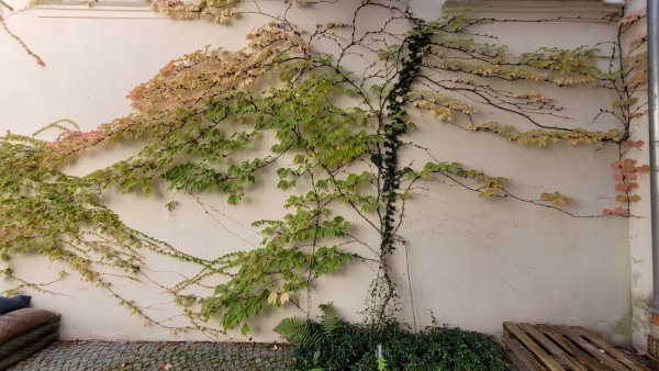 Pnącza na ścianach patio klasztoru. Tworzą płaską kompozycję na ścianach.