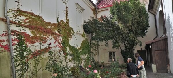Patio klasztoru. Widoczna kompozycja z pnączy, drzewo oraz rabata z kwiatami.