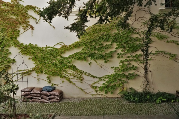 Kompozycja z pnączy na ścianie patio klasztoru.