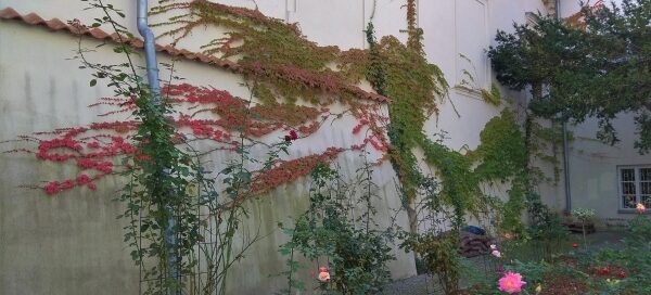 Kompozycja z pnączy na ścianie patio klasztoru. Widoczna równierz rabata z kwiatami.