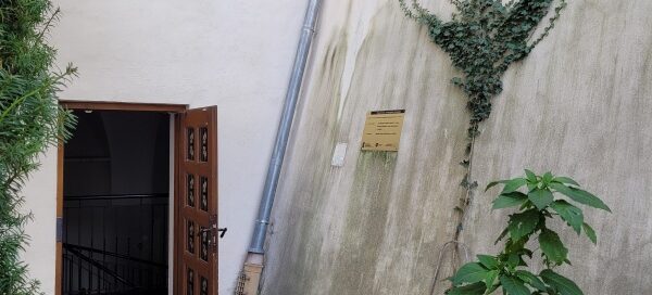 Kompozycja z pnączy na ścianie patio klasztoru.
