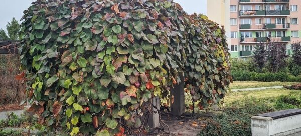 Pergola przy skwerze na jednym z osiedli mieszkaniowych. W tle widoczny blok mieszkalny.