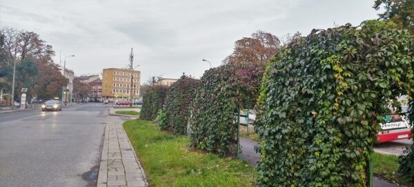 Roślinność pergoli ustawionych nad chodnikiem dla pieszych.