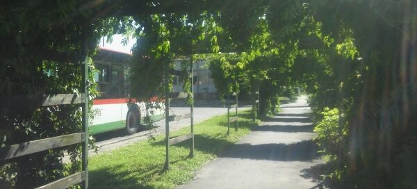 Chodnik, nad którym ustawiono pergole porośnięte pnączami. Widok z wnętrza.