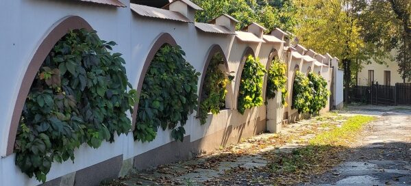 Mur, w którego otworach zasadzono pnącza. Pnącza mają formę drzewek.