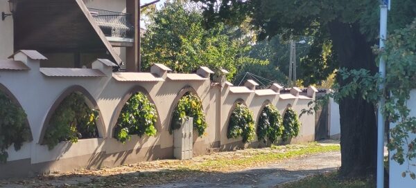 Mur, w którego otworach zasadzono pnącza. Pnącza mają formę drzewek.