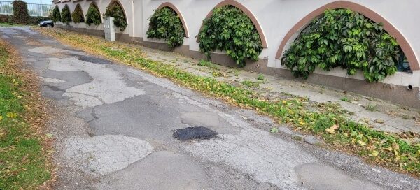 Mur, w którego otworach zasadzono pnącza. Pnącza mają formę drzewek.
