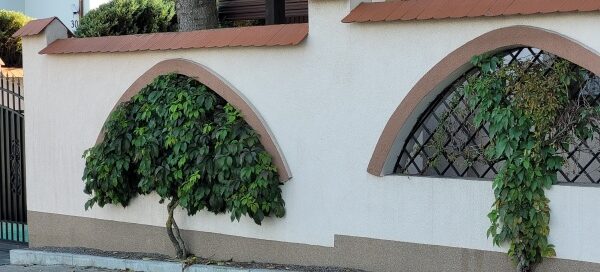 Mur, w którego otworach zasadzono pnącza. Pnącza mają formę drzewek.
