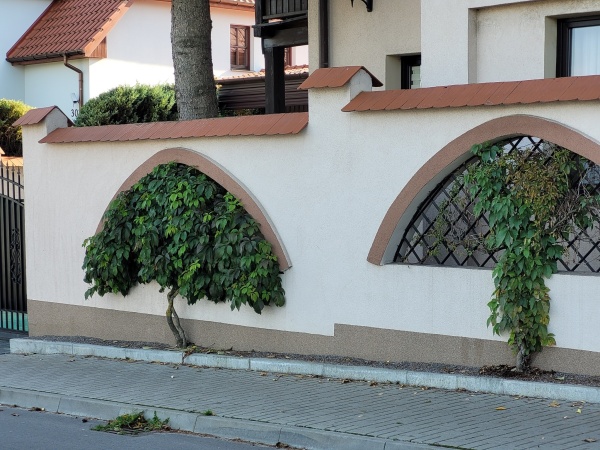 Mur, w którego otworach zasadzono pnącza. Pnącza mają formę drzewek.