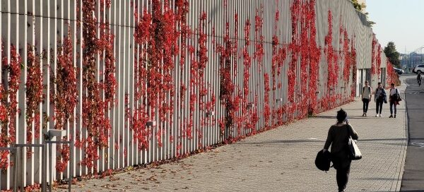 Pnącza na jednej ze ścian galerii handlowej. Zmieniają swój kolor razem z porami roku.