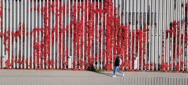 Pnącza na jednej ze ścian galerii handlowej. Zmieniają swój kolor razem z porami roku.