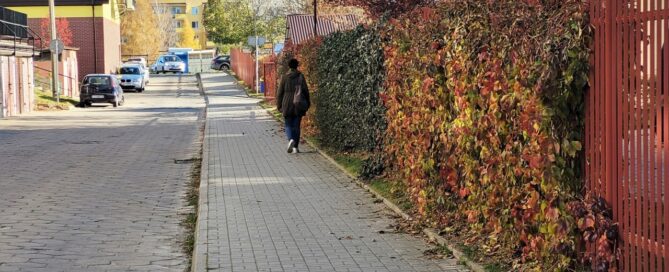 Winobluszcz na ogrodzeniu, któro składa się z pionowych płaskowników i oddziela chodnik przy ulicy od chodnika wzdłuż wejść do klatek schodowych.