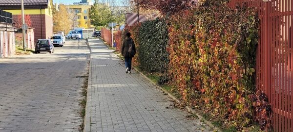 Winobluszcz na ogrodzeniu, któro składa się z pionowych płaskowników i oddziela chodnik przy ulicy od chodnika wzdłuż wejść do klatek schodowych.