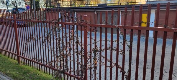 Winobluszcz rosnący na ogrodzeniu. W tle widoczne garaże i bloki mieszkalne.