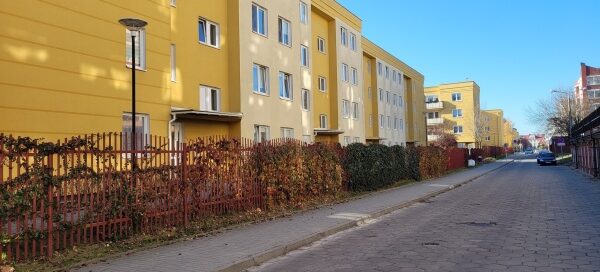 Winobluszcz rosnący na ogrodzeniu, znajdującym się, przed blokiem mieszkalnym.