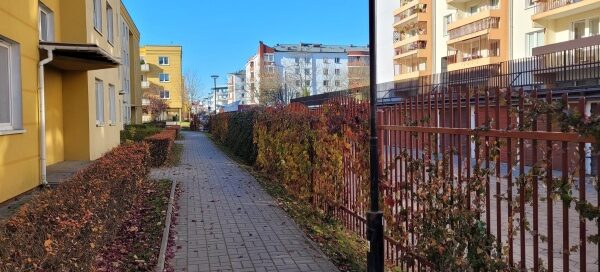 Winobluszcz rosnący na ogrodzeniu, znajdującym się, przed blokiem mieszkalnym.