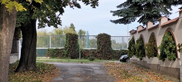 Winobluszcz pokrył fragment ekranów akustycznych: kilkanaście metrów podstawy i dwa łączniki między przezroczystymi panelami.