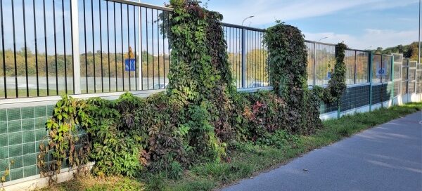 Winobluszcz pokrył fragment ekranów akustycznych: kilkanaście metrów podstawy i dwa łączniki między przezroczystymi panelami.