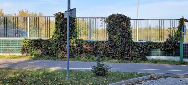 Winobluszcz pokrył fragment ekranów akustycznych: kilkanaście metrów podstawy i dwa łączniki między przezroczystymi panelami.