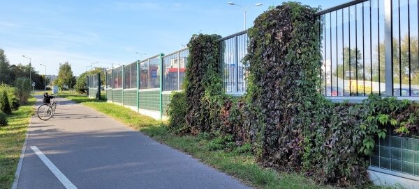Winobluszcz pokrył fragment ekranów akustycznych: kilkanaście metrów podstawy i dwa łączniki między przezroczystymi panelami.