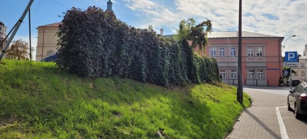 Zarośnięty pnączami narożnik parkingu przy skrzyżowaniu ulic.