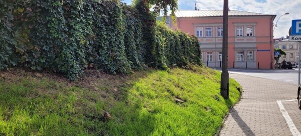 Zarośnięty pnączami narożnik parkingu przy skrzyżowaniu ulic.