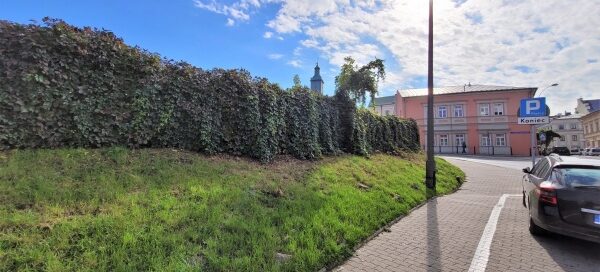 Zarośnięty pnączami narożnik parkingu przy skrzyżowaniu ulic.