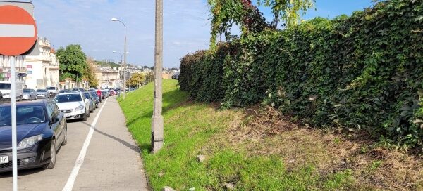 Zarośnięty pnączami narożnik parkingu przy skrzyżowaniu ulic.