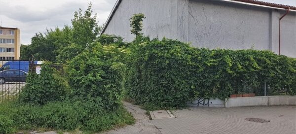Roślinność tworząca ścianę zieleni przy chodniku dla pieszych.