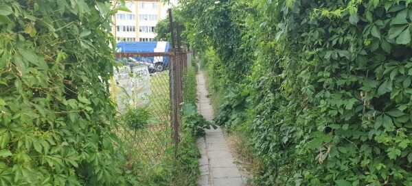 Wąski chodnik dla pieszych, oddzielony z jednej strony płotem, z drugiej ścianą zieleni.