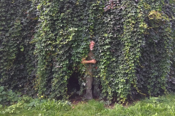 Ogrodzenie porośnięte bluszczem. W jednym miejscu pnącza stworzyły altanę ( ukryte, puste w środku miejsce ). Na fotografii widać osobę chowającą się pomiędzy pnączami.