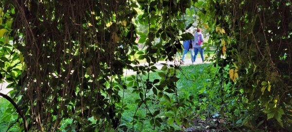 Fotografia z wnętrza altany, stworzonej przez rosnące pnącza.