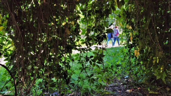 Fotografia z wnętrza altany, stworzonej przez rosnące pnącza.