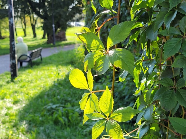 Fotografia z wnętrza altany, stworzonej przez rosnące pnącza.