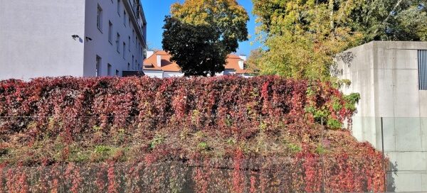 Ogrodzenie porośnięte bluszczem, któro odziela teren między budynkami. Bluszcz koloru czerwonego.