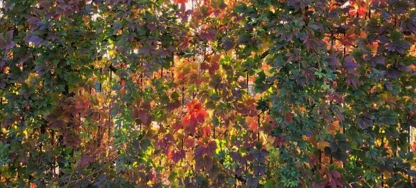 Fotofrafia winobluszczu zrobiona z bliskiej odległości. Jest to okres jesienny, winobluszcz ma różne kolory.