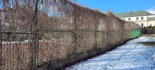 Ogrodzenie szkoły porośnięte winobluszczem. Okres zimowy. Na winobluszczu brak liści.