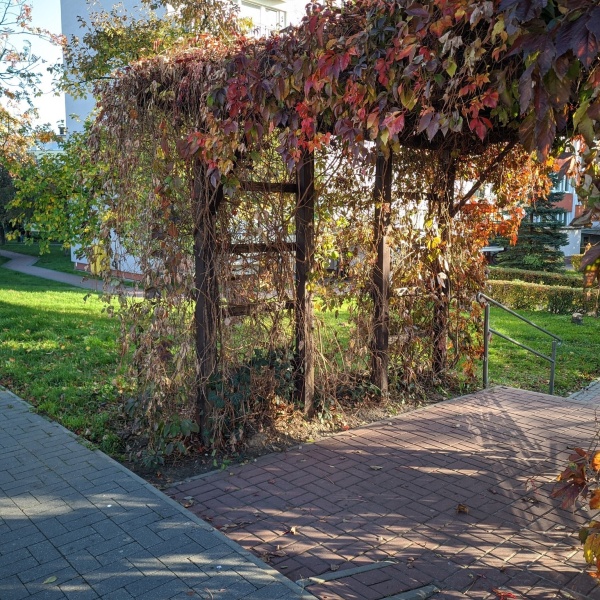 PergolanaFantastycznejialMarzen11 Pergola porośnięta pnączami przy jednej z alejek osiedla mieszkaniowego. Okres jesienny.