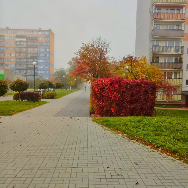 Pergola porośnięta pnączami przy jednej z alejek osiedla mieszkaniowego. Okres jesienny.