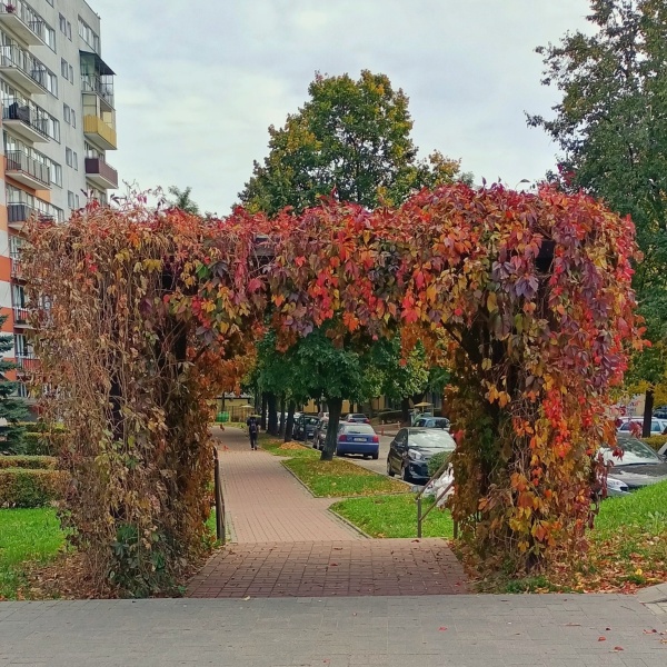 Pergola porośnięta pnączami przy jednej z alejek osiedla mieszkaniowego. Okres jesienny.