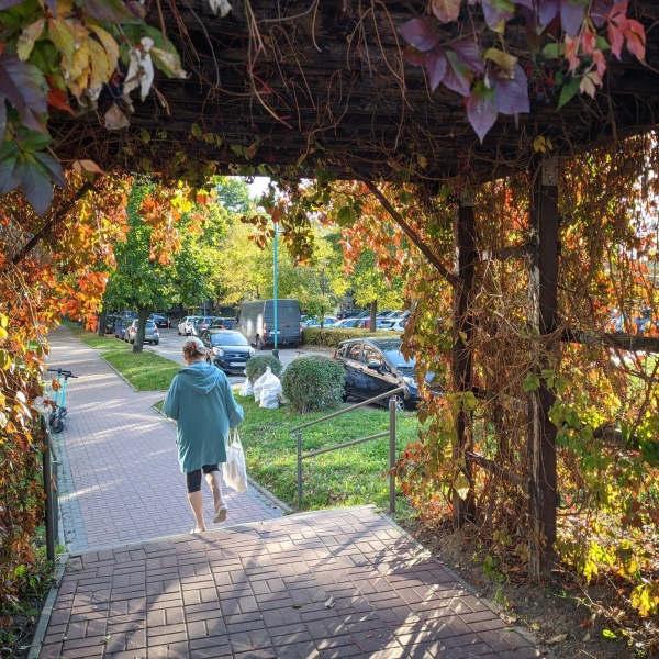Widok z wnętrza pergoli, porośniętej pnączami. Okres jesienny.