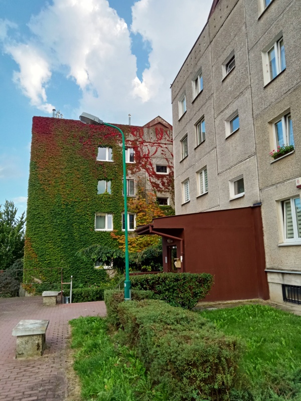 Bloki mieszkalne. Jeden z budynków porośnięty jest pnączami. Widoczny równierz teren trawnika, na którym zasadzono żywopłot.