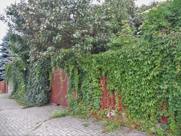 Pnącza porastające ogrodzenie. Widoczne również, drzewo.