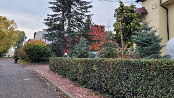 Jedna z ulic osiedla domków. Widoczny żywopłot, drzewa oraz ściana domu, porośnięta czerwonymi pnączami.