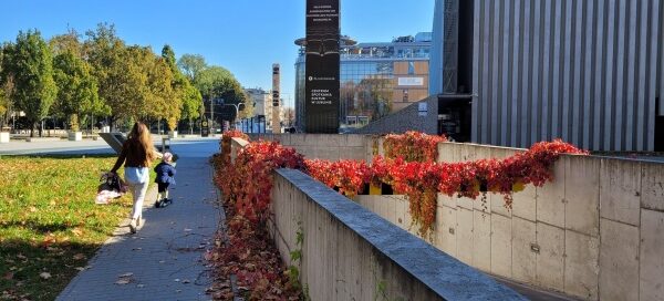 Wjazd na parking podziemny. Na betonowych ścianach zjazdu zasadzone są pnącza. Okres jesienny.